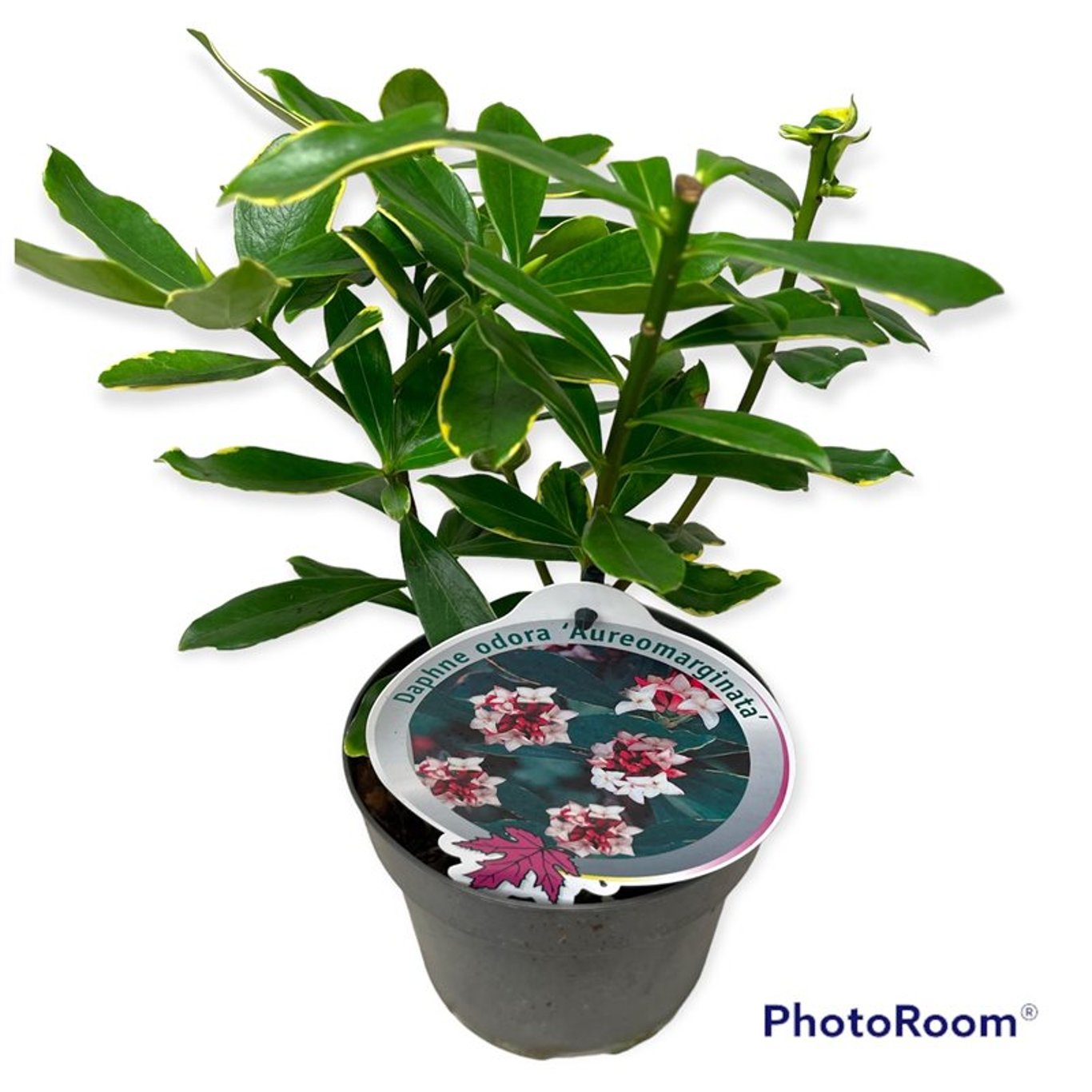 Daphne odora 'Aureomarginata' - C2